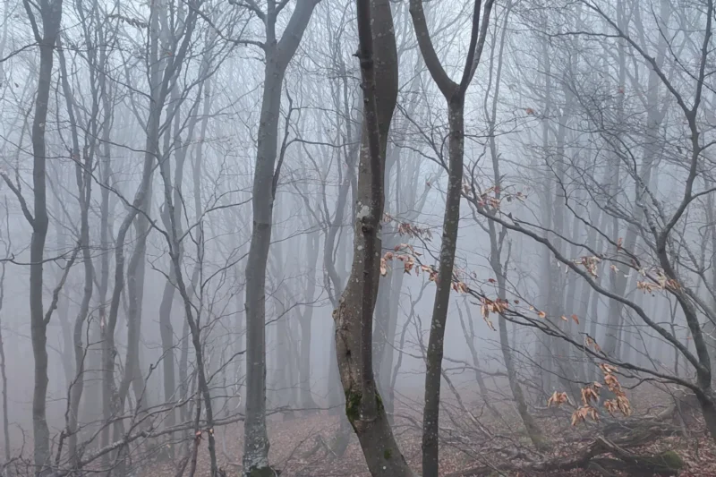 Bieszczadzki las bukowy we mgle, okolice domków W Dolinie Sanu w Zatwarnicy