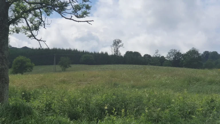 Łąka z pojedynczym drzewem, okolice domków W Dolinie Sanu w Zatwarnicy