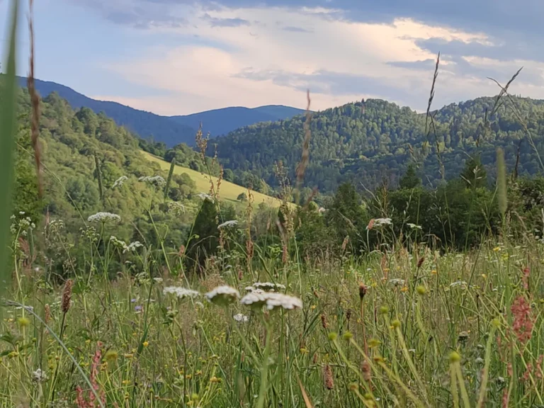 Trawy na łące z widokiem na Smerek, okolice domków W Dolinie Sanu w Zatwarnicy
