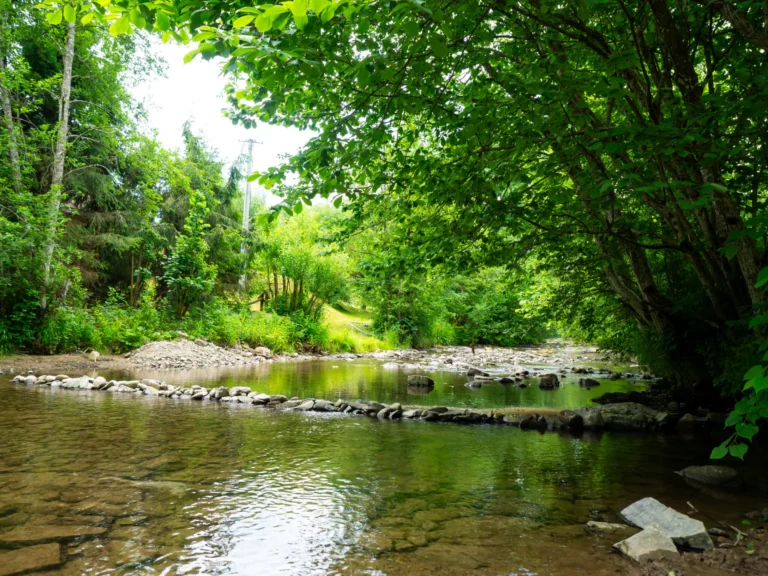 Potok Głęboki w pobliżu domku — domek parterowy LYNX, domki W Dolinie Sanu w Zatwarnicy (Bieszczady)