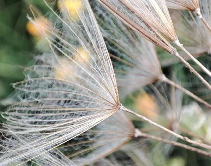 Dmuchawce na łące o poranku, okolice domków W Dolinie Sanu w Zatwarnicy