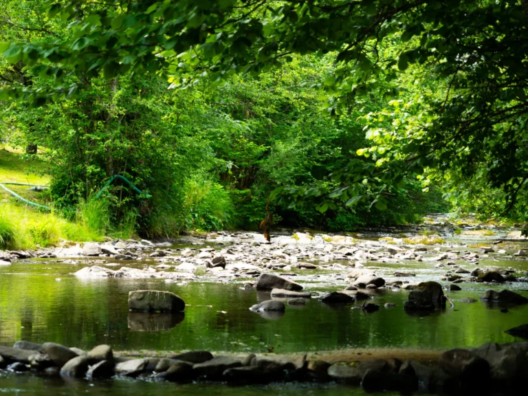 Potok Głęboki niedaleko domku — domek parterowy STRIX, domki W Dolinie Sanu w Zatwarnicy (Bieszczady)