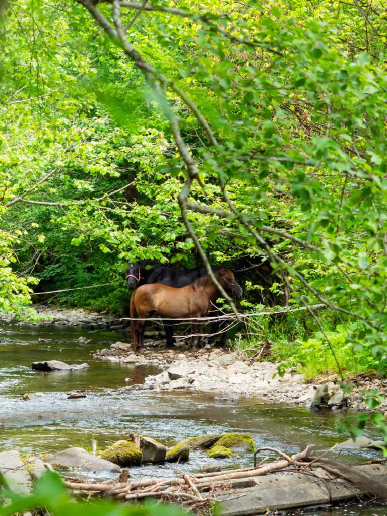 Konie nad potokiem obok domków — domek parterowy WOLF, domki W Dolinie Sanu w Zatwarnicy (Bieszczady)